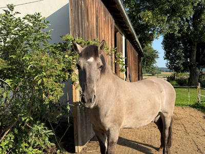 Bild 9 aus  Georgihof