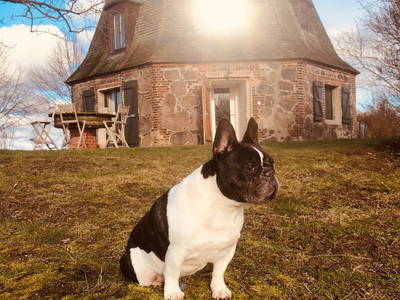 Hündin Emma hat sich bei uns sehr wohl gefühlt!