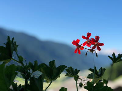 frühsommerliche Eindrücke