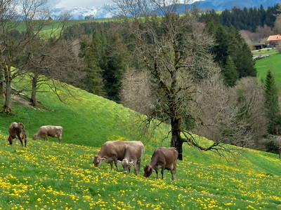 Frühling mit unseren Kühen auf der Wiese