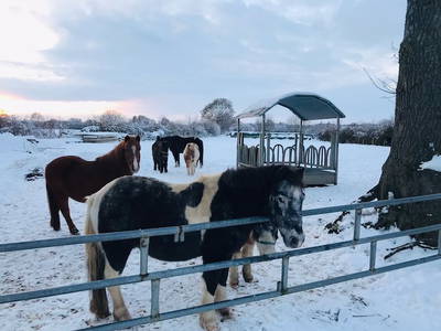 Bild 31 aus  Ferienhof Sell Bauernhofurlaub Ostsee Ponys