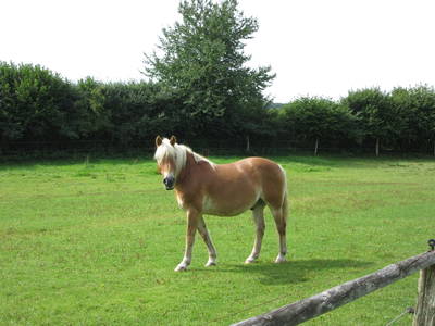 Bild 15 aus  Ferienhof Wibbeling am Hemmelsdorfer See