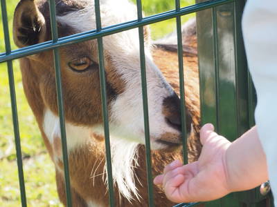 Bild 12 aus  Ferienhof Wübbold