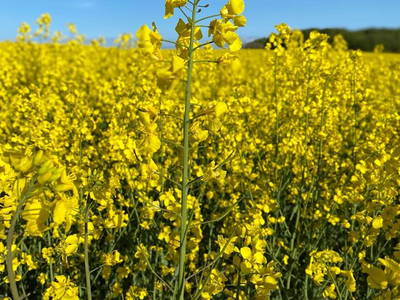 Bild 30 aus  Gut Büchenau  -  Auszeit für Erholungsuchende & Naturliebhaber