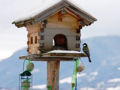 Winter am Lettigenbichl - jeder Vogel ist willkommen