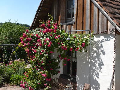 Bild 6 aus  Backhaus Grüntal