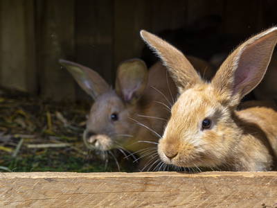 Bild 26 aus  Bauernhof Krebs