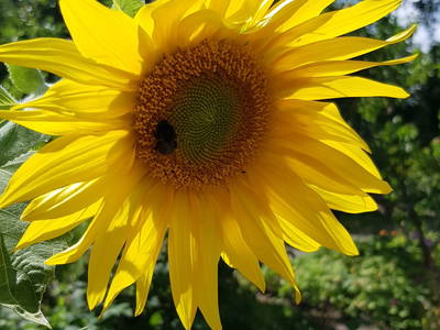 Bild 8 aus  WindWeiteWattenmeer Ferien in Tossens