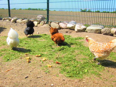 Bild 31 aus  Ostseeferienhof  Stoldt