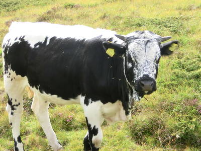 Bild 25 aus  Raffreiderhof