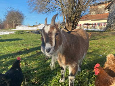 Schnucki unsere Ziege