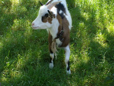 Bild 6 aus  Familienferienhof M. & M. Leubner