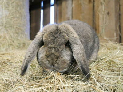 Bild 8 aus  Farnbauernhof