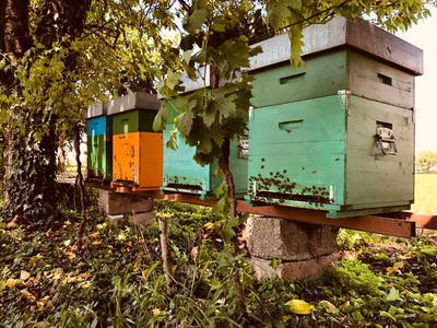 Bild 10 aus  Bauerhofurlaub zwischen den Touristenattraktionen Gardasee, Verona und Mantua