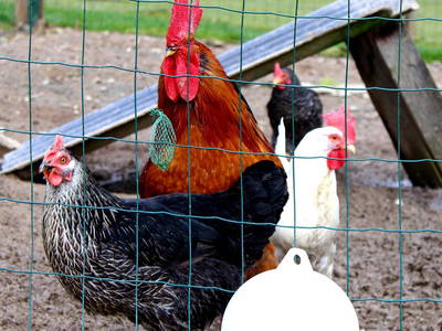 Bild 40 aus  Hof Keppel, der stromlose Urlaub