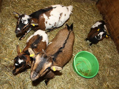 Bild 17 aus  Weberhof am Titisee