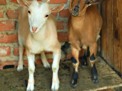 Bild 67 aus  Paulas Bauernhof im Bayerischen Wald