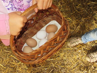 Bild 13 aus  Ferienhof Wibbeling am Hemmelsdorfer See