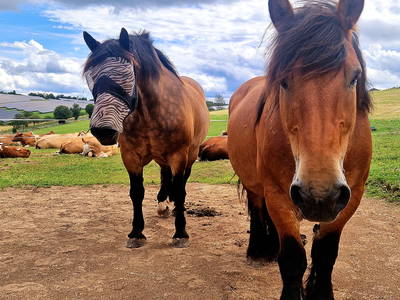 Bild 32 aus  Ferienhaus Schilz