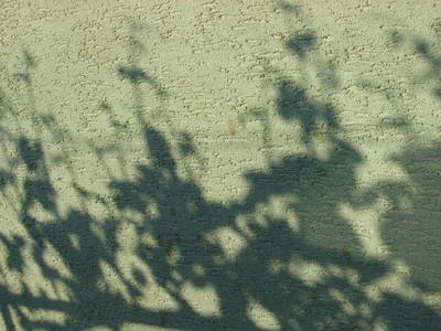 Schattenspiel der Gartenreben