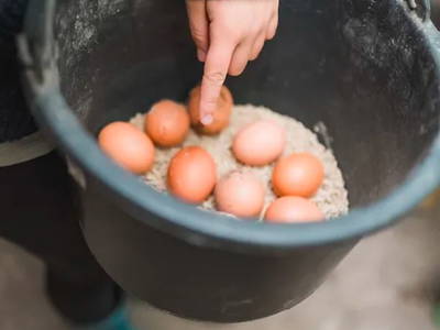 Bild 34 aus  Ferienhof Groth/ Hof Herzleuchten