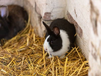 Bild 25 aus  Hinrich's Ostsee Bauernhof