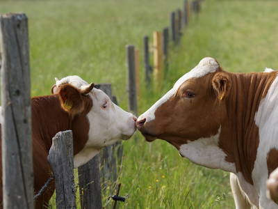 Bild 14 aus  Wimmerhof