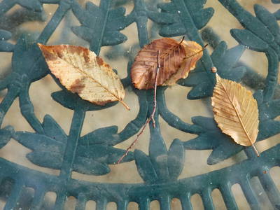 Bild 12 aus  Ludwigsstift 1911/1912 - 76835 Burrweiler