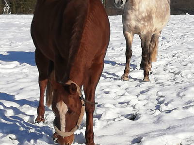 Bild 43 aus  Marienhof