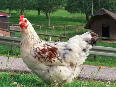 Bild 5 aus  Maierhof