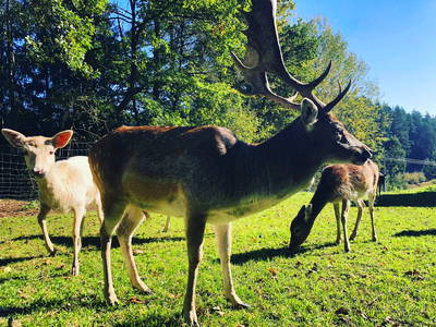 Bild 25 aus  Ferienhof & Campingplatz Schweinmühle
