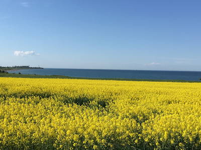 Blick während der Rapsblüte im Mai von unserem Acker aus Richtung Fehmarnbelt.
