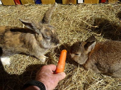 Bild 45 aus  Ferienhof Hohe - Familienfreundlicher Bio Bauernhof in idyllisch gelegenem Dorf.