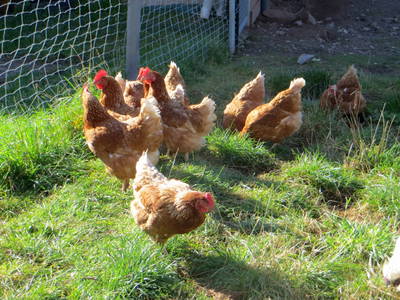 Bild 13 aus  Leihwieserhof