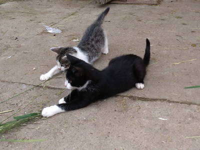 Bild 30 aus  Familienbauernhof Faß