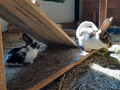 Bild 32 aus  Ferienhof Morich Harz