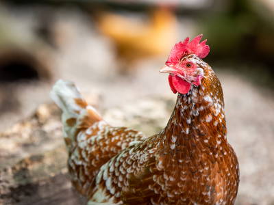 Bild 21 aus  Ferienhof Presener Deichkrone