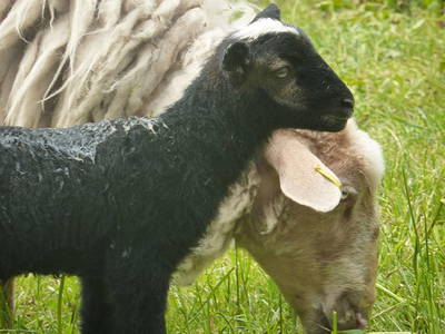 Bild 7 aus  Farnbauernhof