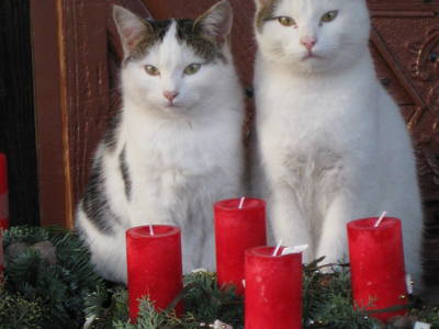 Bild 45 aus  Winklerhof-Kinderlandbauernhof, Familie Esterer