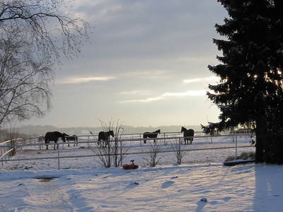 Bild 22 aus  Gestüt Hof am See
