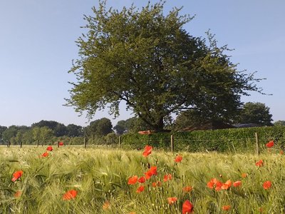 Bild 3 aus  Biolandhof-von Agris