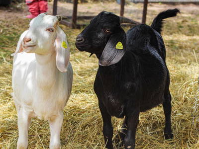 Bild 3 aus  Landgasthaus Hoffmann