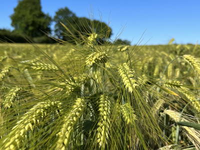 Bild 5 aus  Ferienhof Theede- Urlaub in Ostseenähe