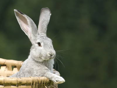 Bild 13 aus  Masererhof - Ferienbauernhof im Chiemgau