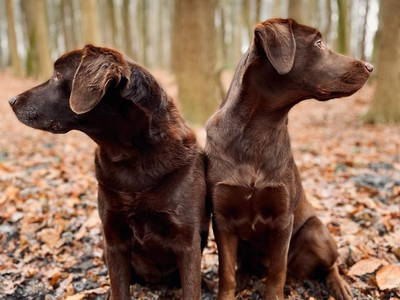 Bild 40 aus  Hof Osterholz