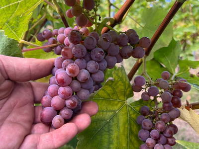 Unsere roten Trauben