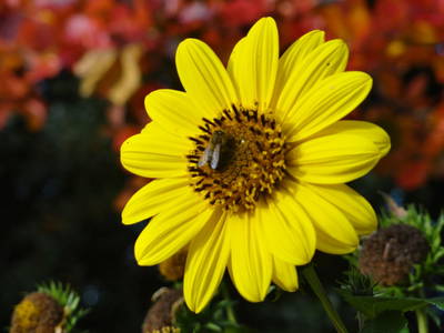 Herbst auf dem Tannenhof