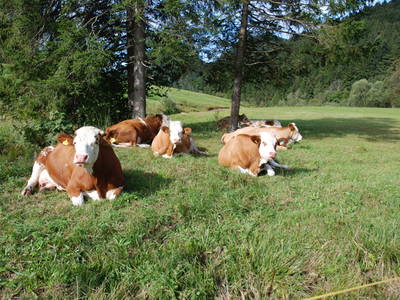 Bild 14 aus  Masererhof - Ferienbauernhof im Chiemgau