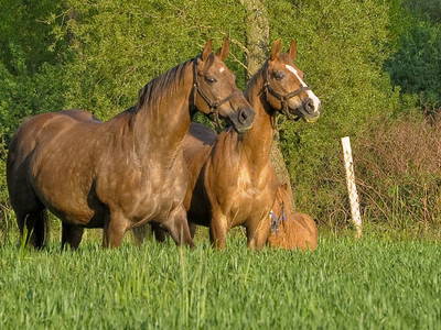 Bild 11 aus  Alte Scheune Krakvitz, Inh. Gisela Stolpe&Peter Hübner