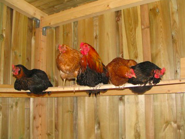 Bild 19 aus  Piratenhof Störtenbecker